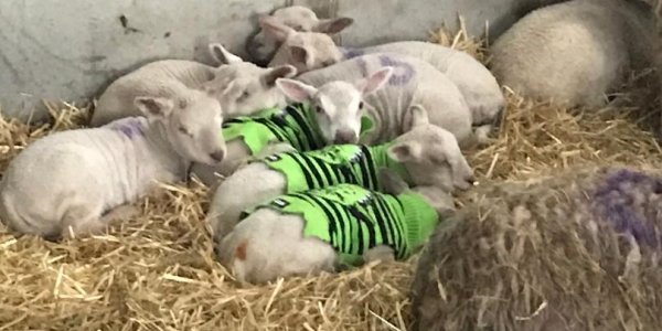 Gordon's lambs wearing Star Wars woolly jumpers!