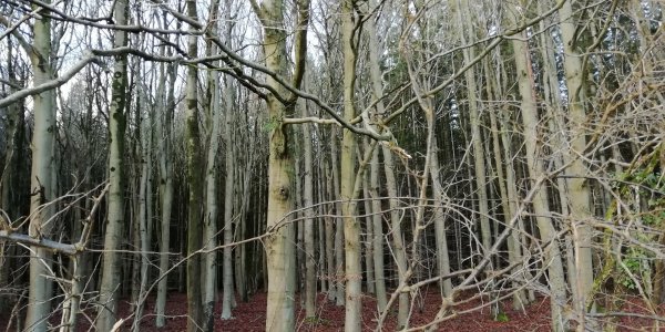 Bare trees in winter in Michaelwood